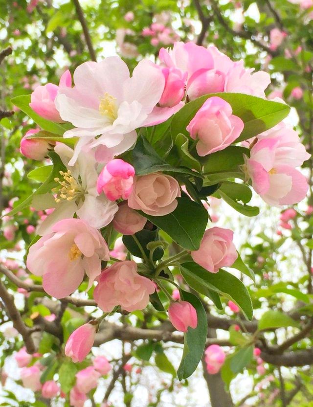 花開正當時！來曲水園赴一場海棠花的盛宴吧