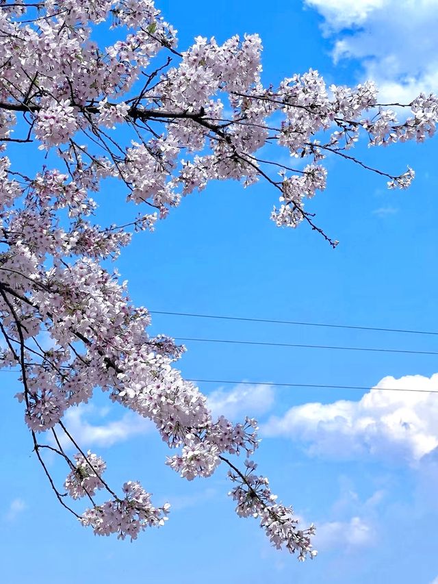 追隨春風去度假之——住進春天裡