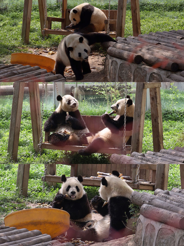 陝西丨西安秦嶺野生動物園看攻略