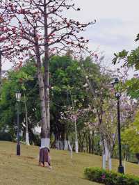花城尋花記｜去0元小眾賞花地拾一袋紅木棉回家煲湯