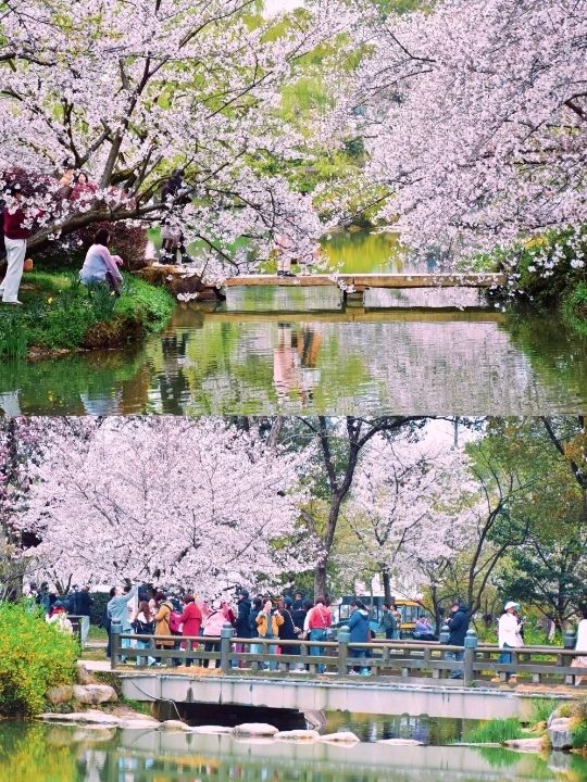 The Taihu Lake Yuantouzhu Scenic Sight🌸🇨🇳