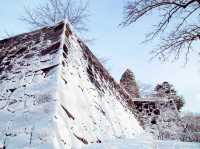 Sakura on Ruins