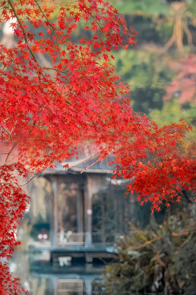 杭州西湖的紅楓‖是來報恩的嗎～