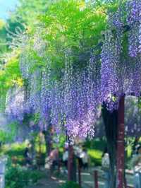 嘉定紫藤園|一簾簾紫色花瀑，詩意了四月天