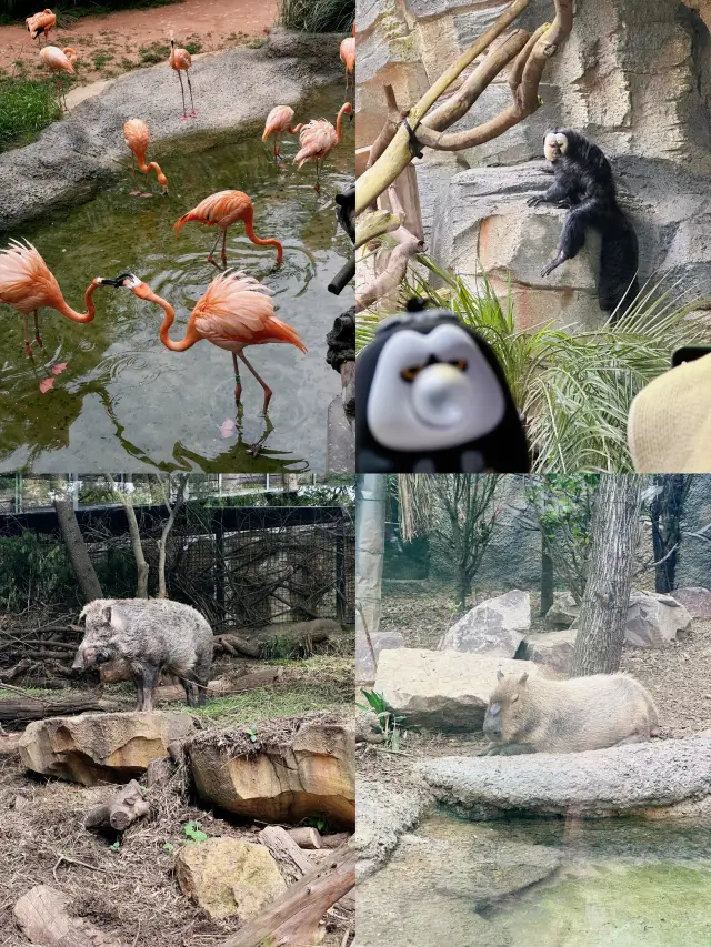 Cute kids create chaos at the Hongshan Forest Zoo!