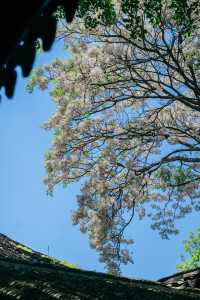 怡園苦楝花開夏天的風已經吹進園林……