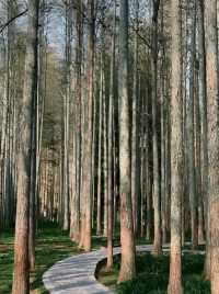 靖州牙排山森林公園