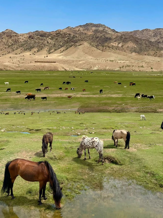 去了趟巴彦淖爾後勁好大，被低估的旅遊好去處