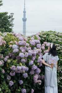 東京舊中川 | 晴空塔下紫陽花開滿河岸