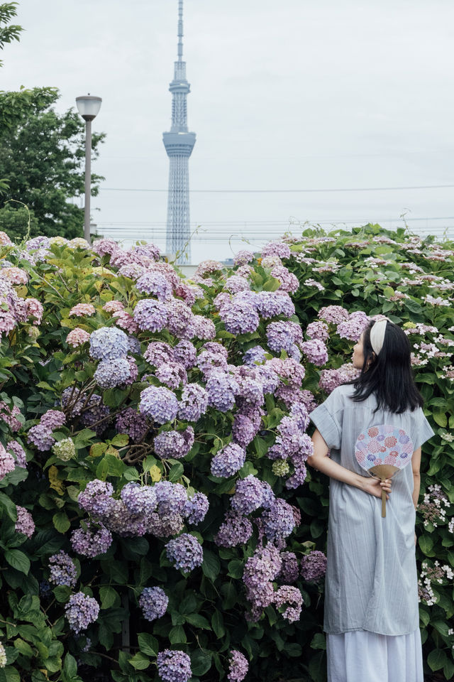 東京舊中川 | 晴空塔下紫陽花開滿河岸