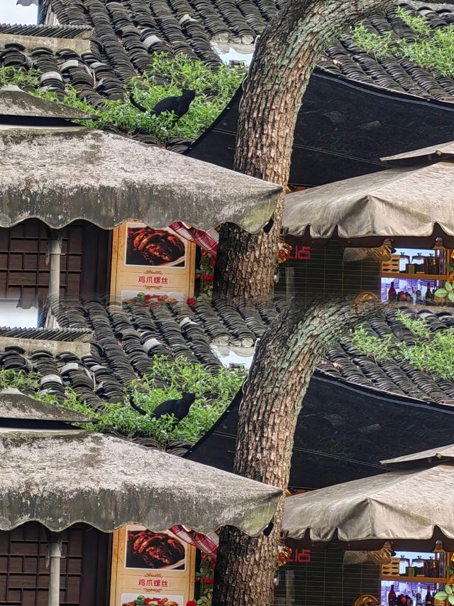 新場古鎮丨美食一條街，成都\“小烏鎮”