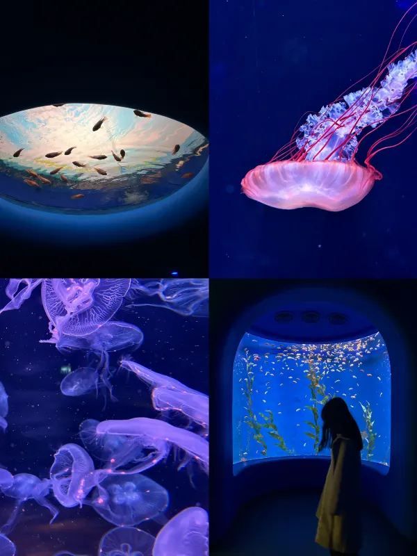 深圳南山區海洋奇夢館 🌊🐋