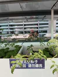 金昌-火星一號基地和紫金花海帶娃回金昌，必須來體驗一下