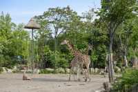 布達佩斯值得打卡的動物園。