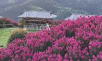 湖南懷化水源山花海景區 | 沉浸漫步在花海芬芳的意境之中。