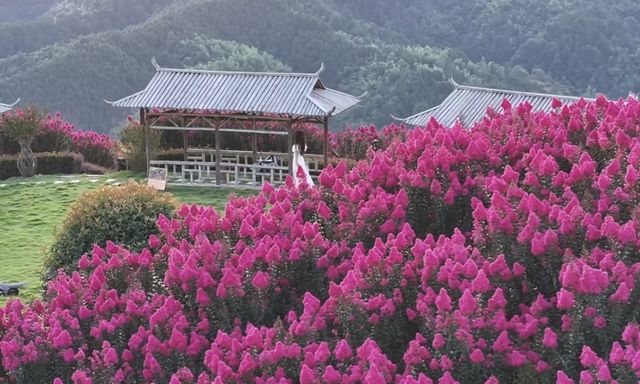 湖南懷化水源山花海景區 | 沉浸漫步在花海芬芳的意境之中。