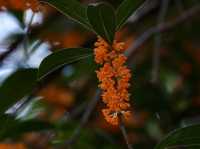杭州桂花究竟何時來臨，「香飄杭城」呢？