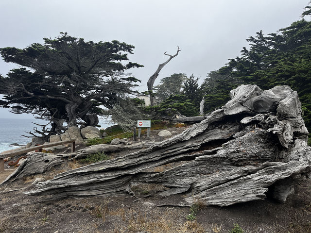 Point Lobos 州保護區。