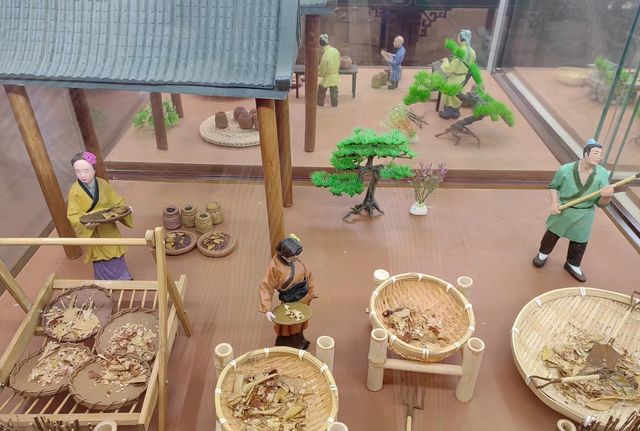 雲南昆明杏林大觀園丨體驗一次康養之旅。