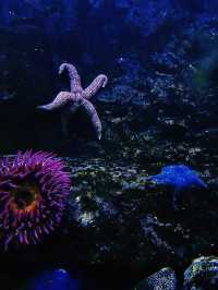 【海洋奇觀】達拉斯世界水族館｜探索美國德克薩斯州的海底世界。