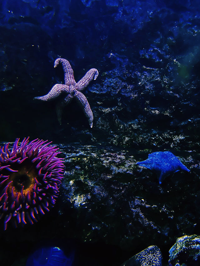 【海洋奇觀】達拉斯世界水族館｜探索美國德克薩斯州的海底世界。