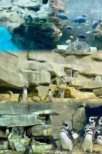 芝加哥·謝德水族館｜親子科普海洋動物絕佳地。