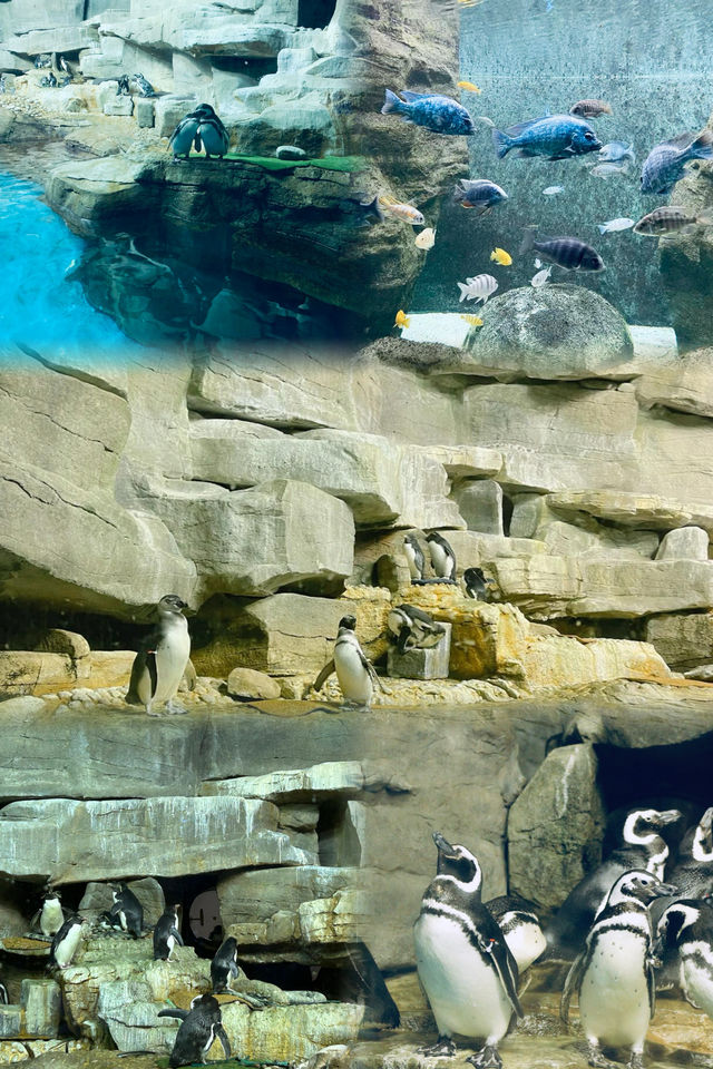 芝加哥·謝德水族館｜親子科普海洋動物絕佳地。