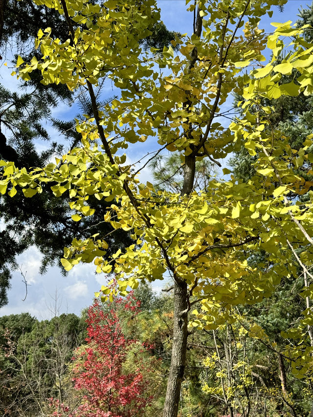 龍潭楓情春城的怡人秋日景色。