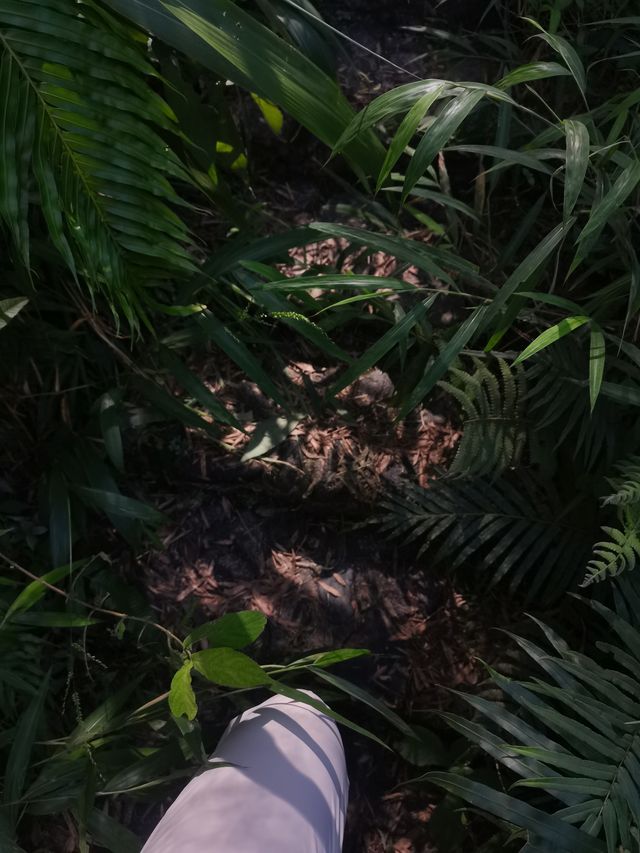 南昆山真是惠州的避暑勝地。