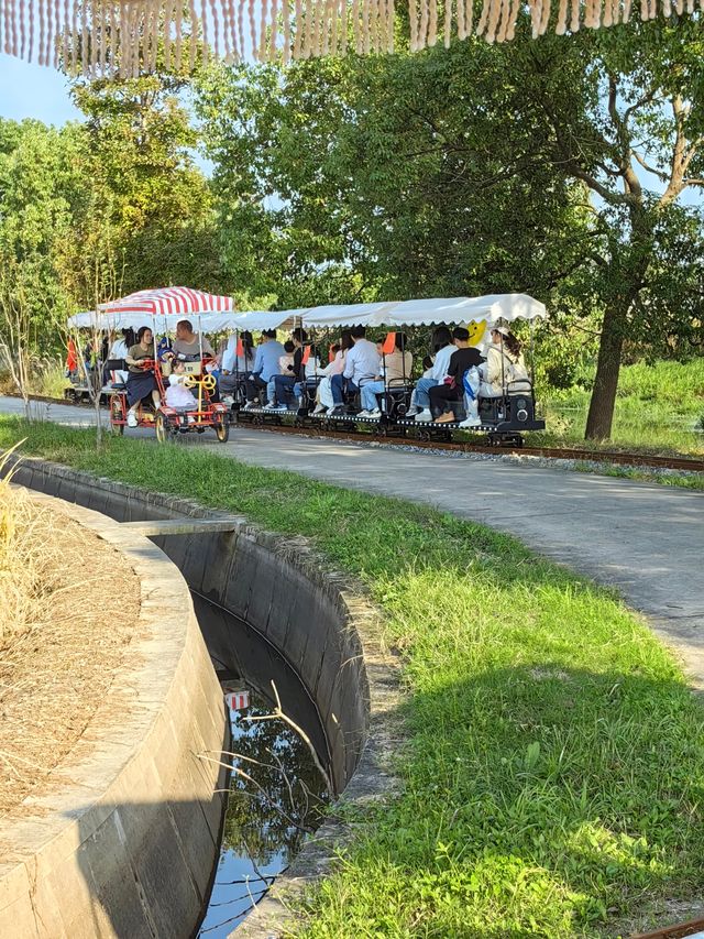 可以衝嘉北郊野公園的稻田（附保姆級攻略）。