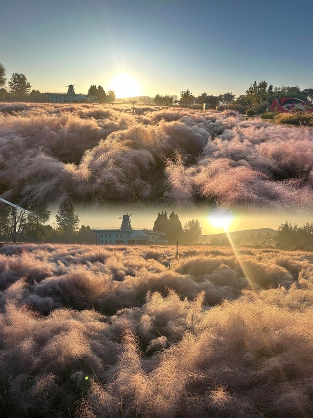這就是今年看到的最美粉黛草——鄭州北龍湖公園。