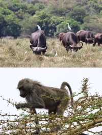 我在阿魯沙的奇遇之旅：與野生動物的親密接觸。