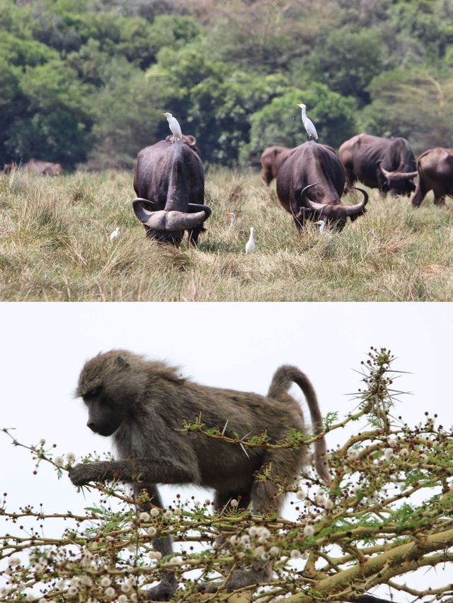 我在阿魯沙的奇遇之旅：與野生動物的親密接觸。