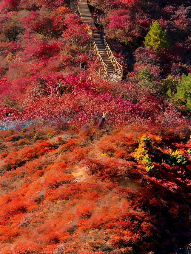 我被震撼了，滿山紅葉看得眼花繚亂。