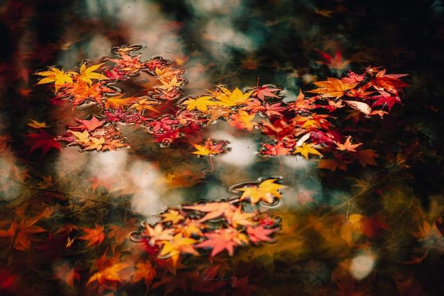 秋之禪韻：常寂光寺，京都一抹醉人紅葉景。