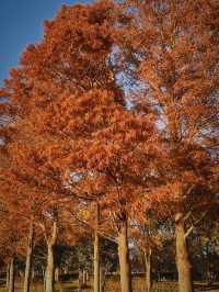 東京紅葉觀賞地｜秋日最美水鄉公園。