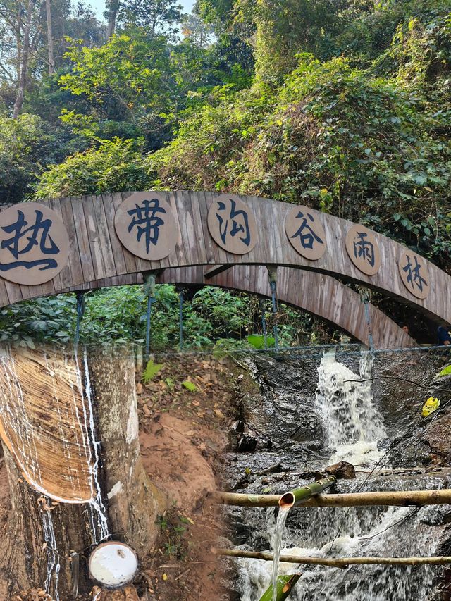 雨林行山是一種怎樣的體驗。