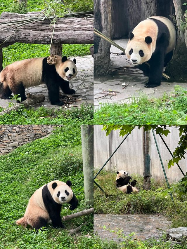 吸「貓」界的天花板／臥龍中華大熊貓苑神樹坪基地