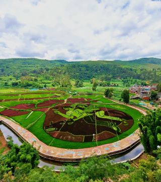 Colorful Rice Fields~