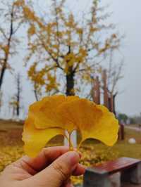 松雅湖 | 來赴一場紅杉與銀杏的浪漫約會吧！
