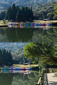 廣西玉林小眾森林公園，仿若來到北歐「森系秘境」