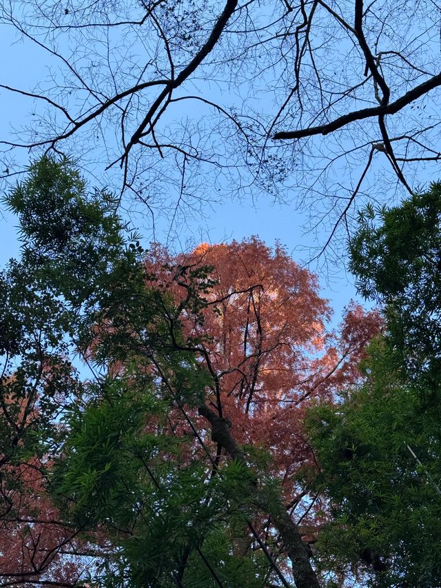 武夷山3日遊 看這篇不踩雷