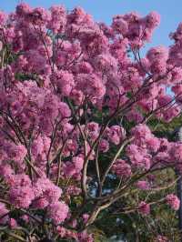 冬日限定｜河邊的紫色花海誰能抗拒