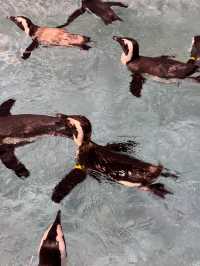 原來極地公園還可以這麼玩 