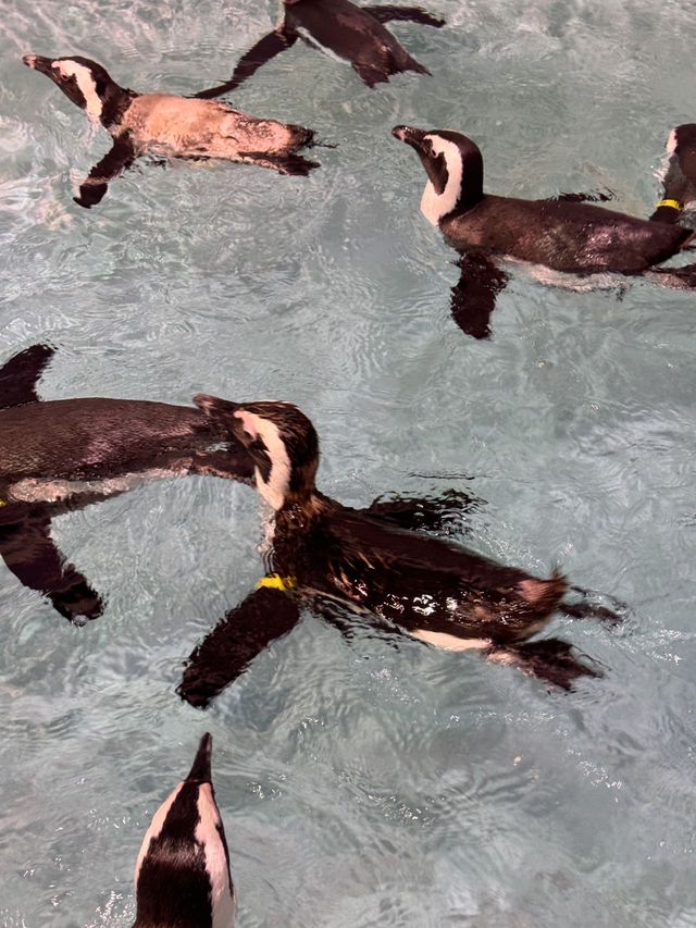 原來極地公園還可以這麼玩 