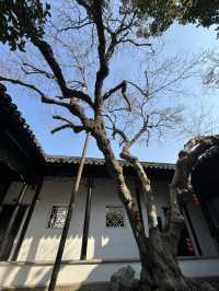 蘇州一日，兩萬步打卡小眾園林