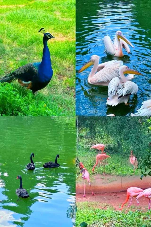 Get to know Yunnan Wildlife Park with this must-have route