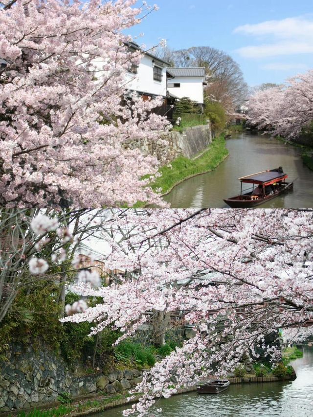 日本一日遊美秀美術館&三井寺賞夜櫻攻略