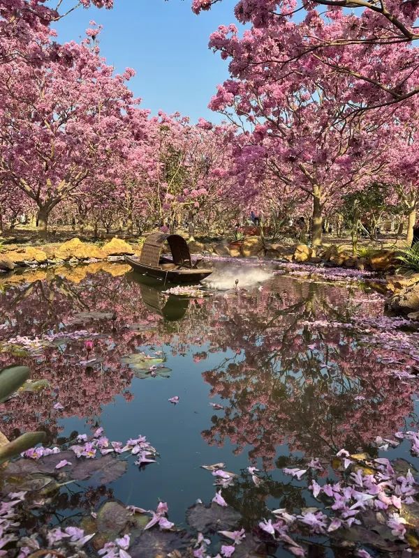 江門綠美生態園🌸 漫山遍野的紫風鈴花海，快來衝！
