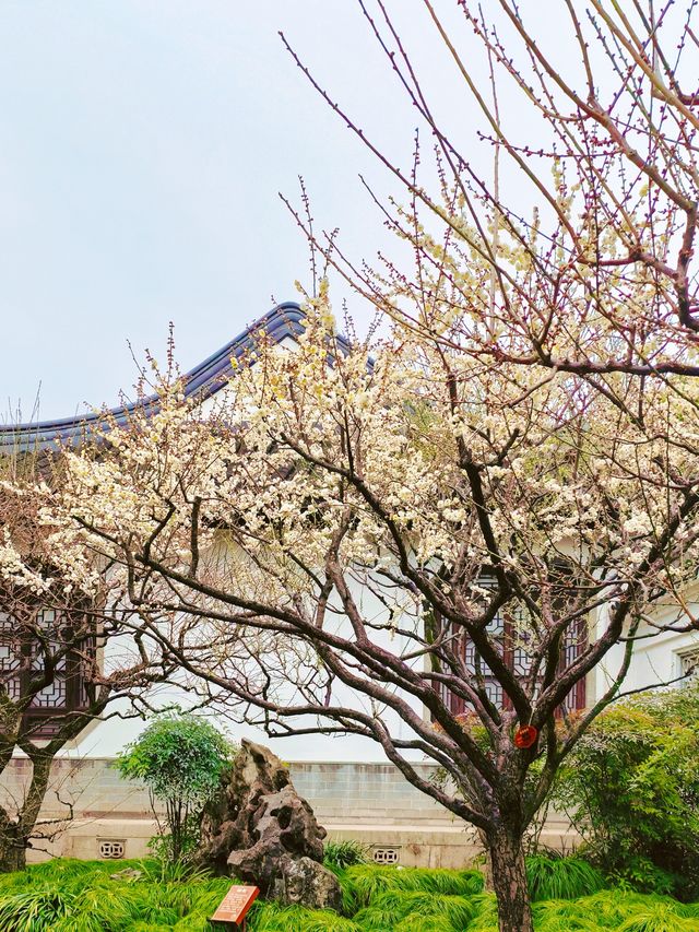 2.14實拍︳古漪園的梅花已經開了！可以衝！